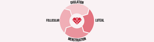 A Beginner’s Guide to the Menstrual Cycle